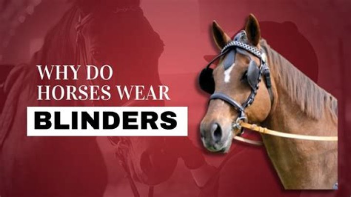 Why do horses obey people?