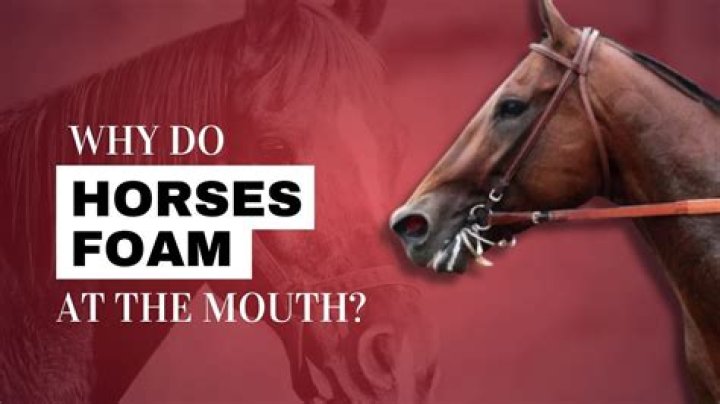 Why do horses raise their top lip?