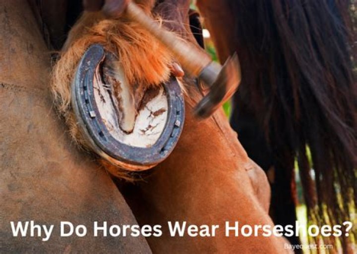 Why do horses rub their lips on you?