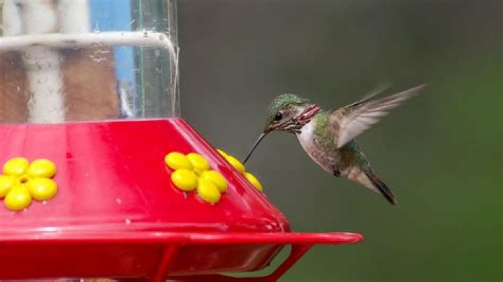 Why do hummingbirds not drink from my feeder?