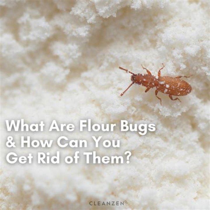 Why do I have bugs in my flour?