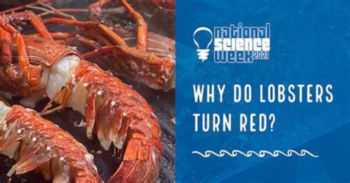 Why do lobsters turn red?