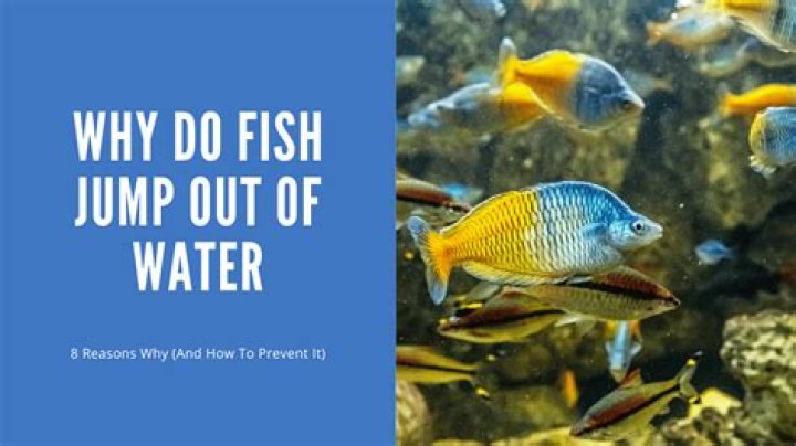 Why do Oscar fish jump out of the tank?