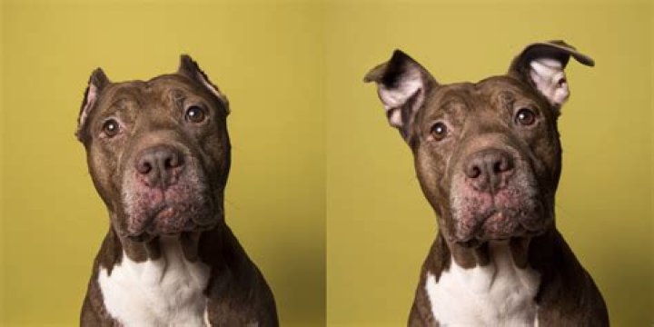 Why do Pitbulls turn on owners?