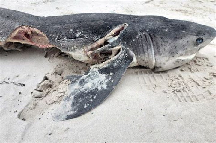Why do sharks get killed?