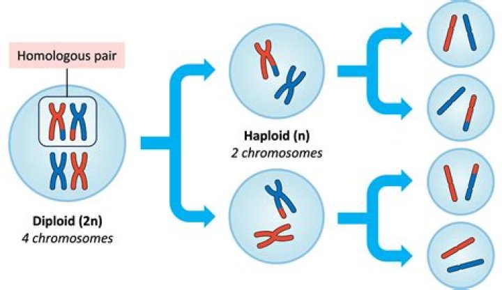 Why do the chromosomes have to be replicated before cell division occurs?