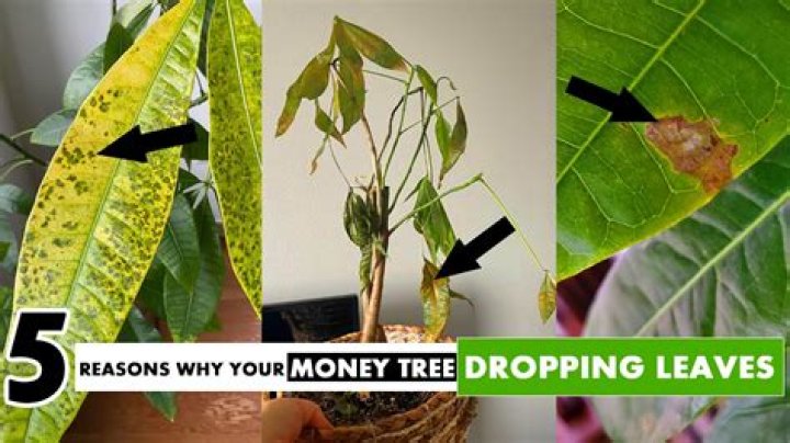 Why do the leaves keep falling off my money plant?