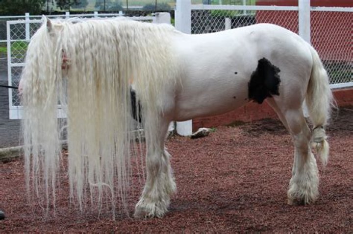 Why do you hog a horse's mane?