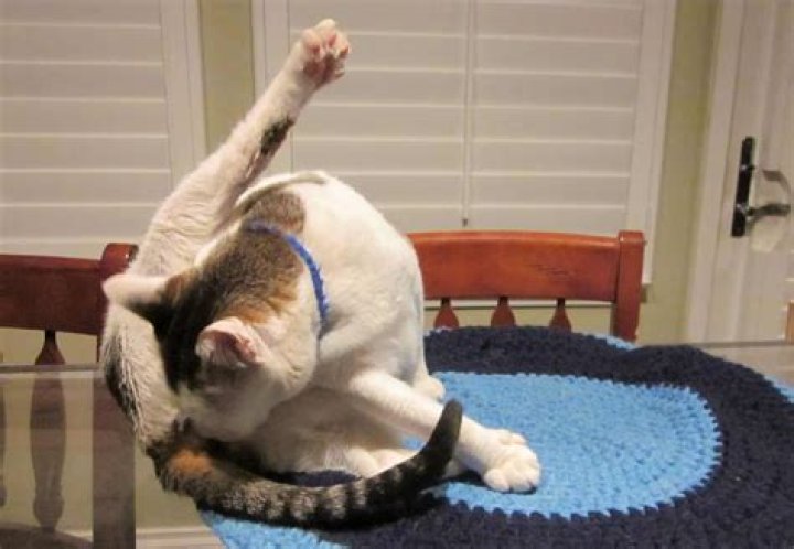 Why does it hurt when my cat licks me?