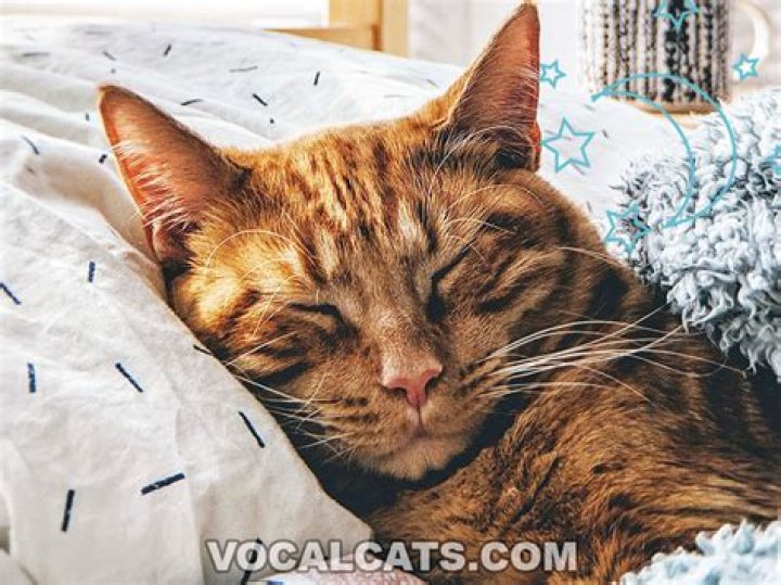 Why does my cat smell my face when I'm sleeping?