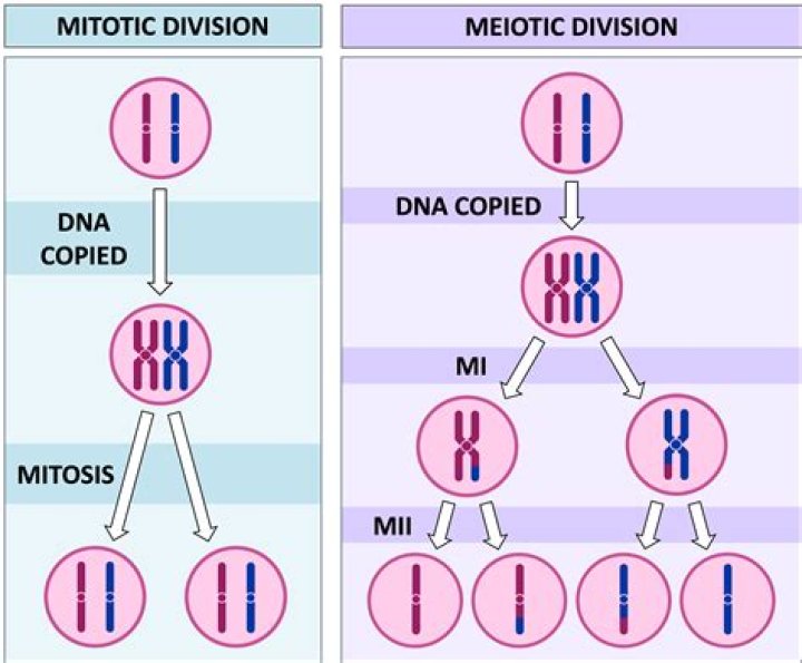 Why is another division needed after meiosis I?