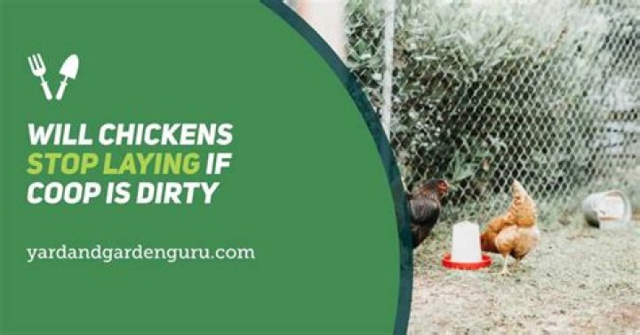 Why is chicken so dirty?