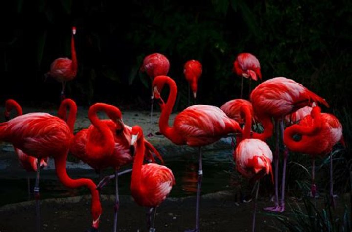 Why is Flamingo milk red?