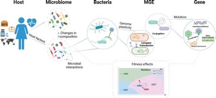 Why is gene transfer among bacteria significant to human health?
