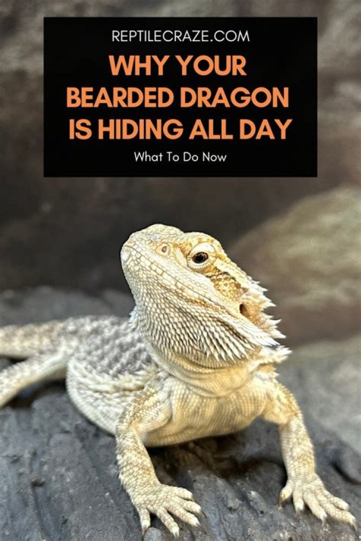 Why is my bearded dragon so unhappy?