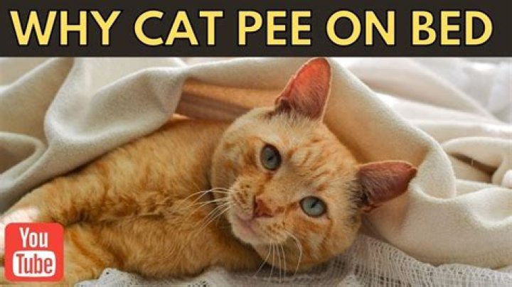 Why is my cat peeing on my child's bed?