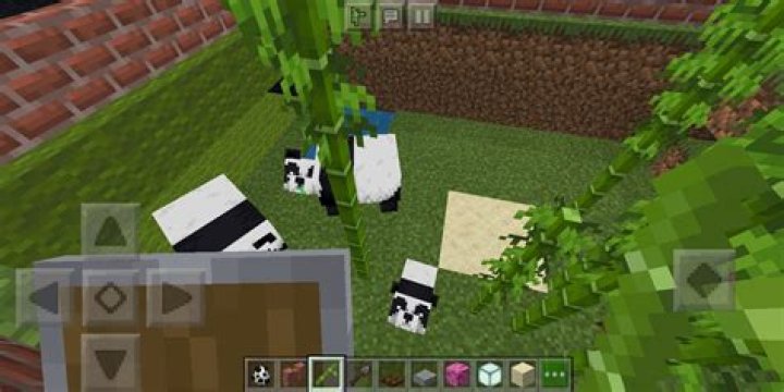 Why is my panda sick in Minecraft?