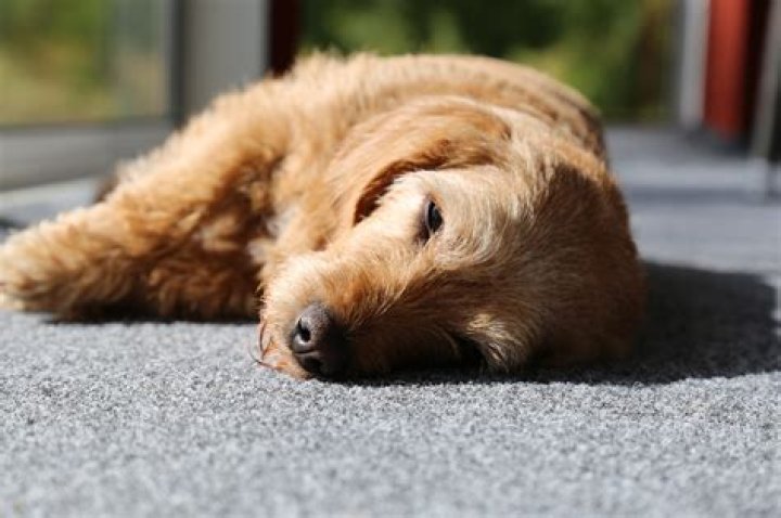 Why is my senior dog collapsing?