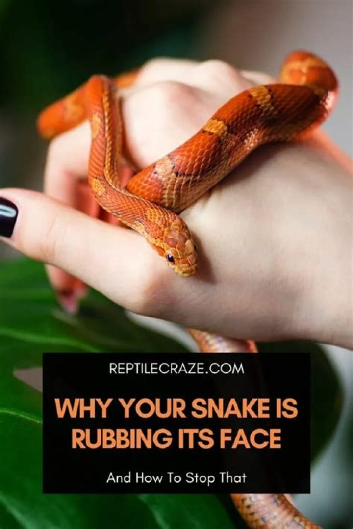 Why is my snake rubbing its face?