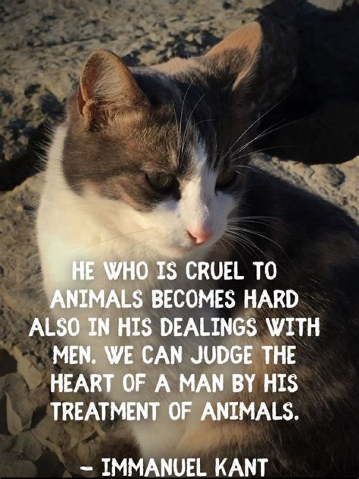 Why is my son being mean to animals?
