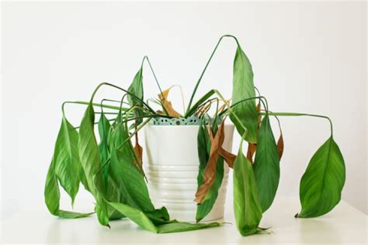 Why is my transplanted plant drooping?