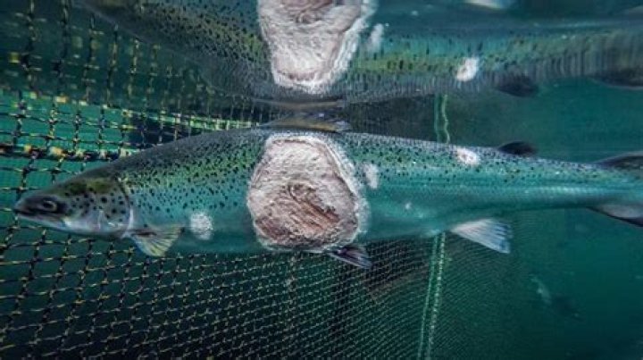 Why is Norwegian salmon toxic?