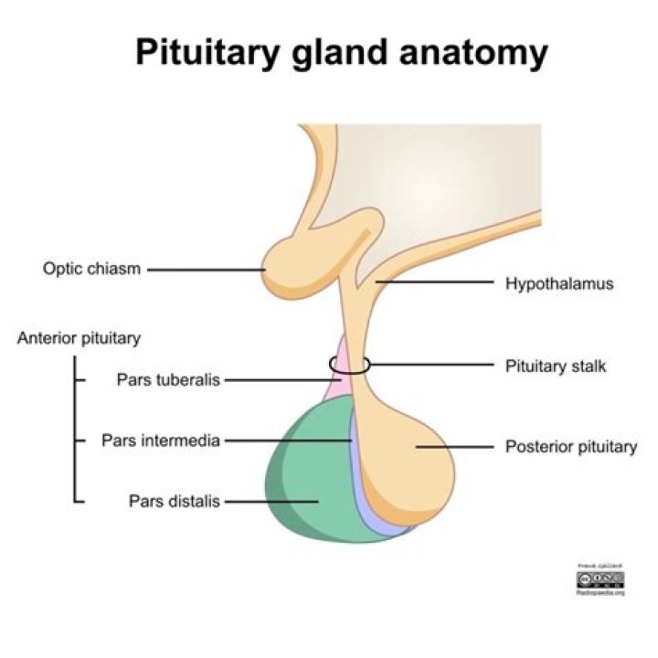 Why pituitary gland is called master gland Byjus?