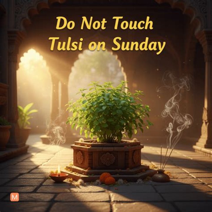 Why Tulsi is not plucked on Sunday?