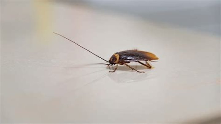 Will cockroaches outlive us?