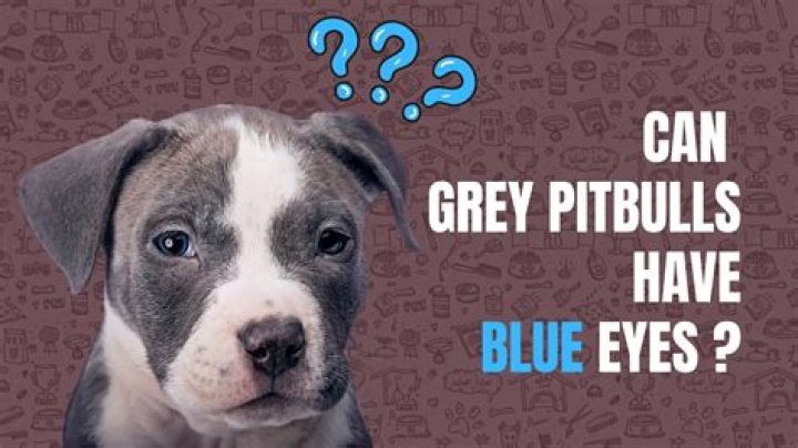 Will pit bulls eyes stay blue?
