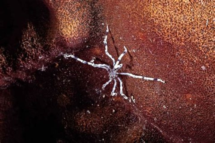 Will spiders drown in water?