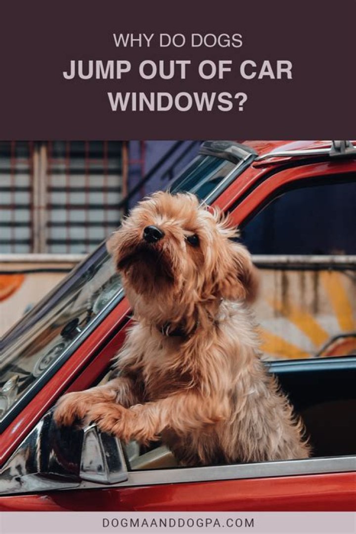 Would a dog jump out a window?